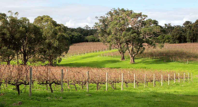 Plan B Wines Vineyard